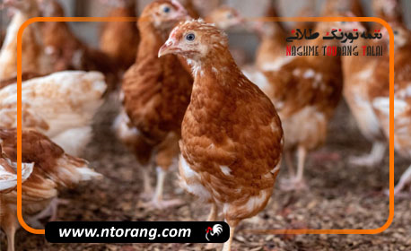مهمترین نکات پرورش طیور گوشتی